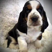 HARDY, a male Basset Hound for sale in Chapman, KS – Photo 1 of 9
