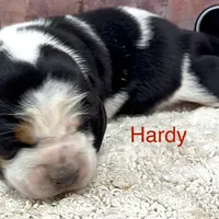 HARDY, a male Basset Hound for sale in Chapman, KS – Photo 6 of 9