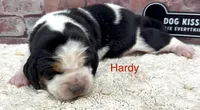 HARDY, a male Basset Hound for sale in Chapman, KS – Photo 6 of 9