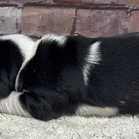 HARDY, a male Basset Hound for sale in Chapman, KS – Photo 8 of 9