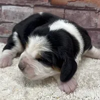 HARDY, a male Basset Hound for sale in Chapman, KS – Photo 7 of 9