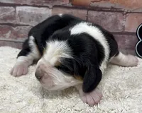 HARDY, a male Basset Hound for sale in Chapman, KS – Photo 7 of 9