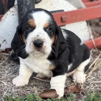 HARDY, a male Basset Hound for sale in Chapman, KS – Photo 4 of 9