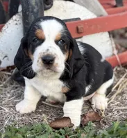 HARDY, a male Basset Hound for sale in Chapman, KS – Photo 4 of 9