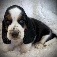 HARDY, a male Basset Hound for sale in Chapman, KS – Photo 2 of 9