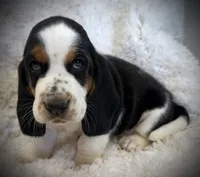HARDY, a male Basset Hound for sale in Chapman, KS – Photo 2 of 9
