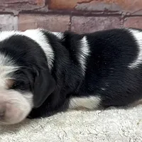 HARDY, a male Basset Hound for sale in Chapman, KS – Photo 9 of 9