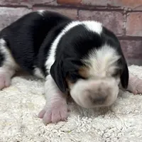 HARDY, a male Basset Hound for sale in Chapman, KS – Photo 5 of 9