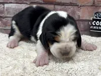 HARDY, a male Basset Hound for sale in Chapman, KS – Photo 5 of 9