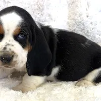 HARDY, a male Basset Hound for sale in Chapman, KS – Photo 3 of 9