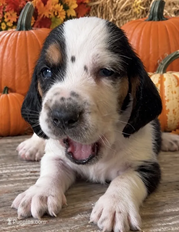 ROLO – Basset Hound puppy for sale in Chapman, KS