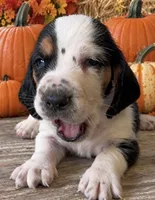 ROLO, a male Basset Hound for sale in Chapman, KS – 1 of 3