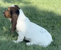 MALIBU, a female Basset Hound for sale in Chapman, KS – 5 of 5