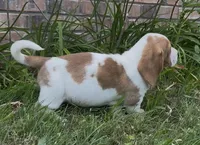 HAZEL, a female Basset Hound for sale in Chapman, KS – Photo 9 of 9