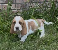HAZEL, a female Basset Hound for sale in Chapman, KS – Photo 8 of 9