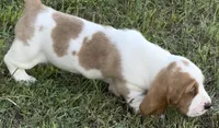 HAZEL, a female Basset Hound for sale in Chapman, KS – Photo 6 of 9