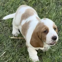 HAZEL, a female Basset Hound for sale in Chapman, KS – Photo 5 of 9