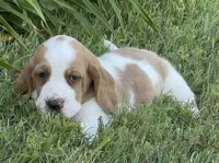 HAZEL, a female Basset Hound for sale in Chapman, KS – Photo 4 of 9