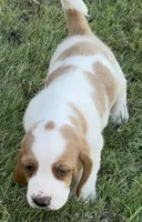 HAZEL, a female Basset Hound for sale in Chapman, KS – Photo 3 of 9