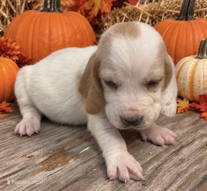 COCOA  – Basset Hound puppy for sale in Chapman, KS