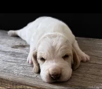 DAKOTA, a male Basset Hound for sale in Chapman, KS – 6 of 7