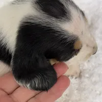 REBA, a female Basset Hound for sale in Chapman, KS – Photo 3 of 6