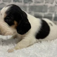 REBA, a female Basset Hound for sale in Chapman, KS – Photo 6 of 6