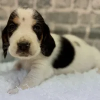 REBA, a female Basset Hound for sale in Chapman, KS – Photo 5 of 6