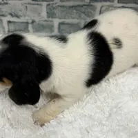 REBA, a female Basset Hound for sale in Chapman, KS – Photo 2 of 6