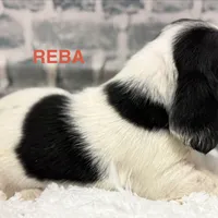 REBA, a female Basset Hound for sale in Chapman, KS – Photo 4 of 6