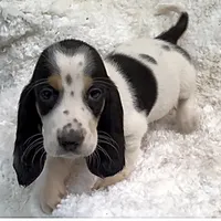 REBA, a female Basset Hound for sale in Chapman, KS – Photo 1 of 6