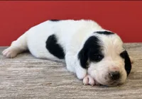 DELRAY, a female Basset Hound for sale in Chapman, KS – 5 of 9