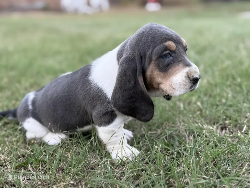 BLUE Cecilia, a female Basset Hound for sale in Chapman, KS – Photo 1 of 5