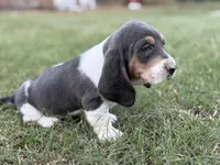 BLUE Cecilia, a female Basset Hound for sale in Chapman, KS – Photo 1 of 5