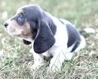 BLUE Cecilia, a female Basset Hound for sale in Chapman, KS – Photo 5 of 5