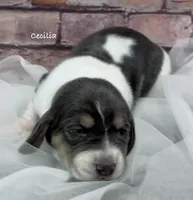 BLUE Cecilia, a female Basset Hound for sale in Chapman, KS – Photo 3 of 5