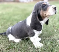 BLUE Cecilia, a female Basset Hound for sale in Chapman, KS – Photo 4 of 5