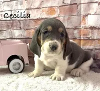 BLUE Cecilia, a female Basset Hound for sale in Chapman, KS – Photo 2 of 5