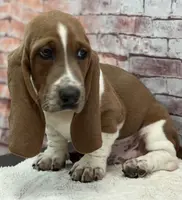 CLYDE, a male Basset Hound for sale in Chapman, KS – Photo 1 of 5