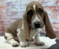 CLYDE, a male Basset Hound for sale in Chapman, KS – Photo 5 of 5