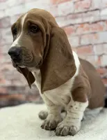 CLYDE, a male Basset Hound for sale in Chapman, KS – Photo 3 of 5