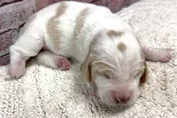 HARRIET, a female Basset Hound for sale in Chapman, KS – Photo 5 of 6