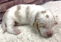 HARRIET, a female Basset Hound for sale in Chapman, KS – Photo 2 of 6