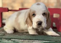 HARRIET, a female Basset Hound for sale in Chapman, KS – Photo 1 of 6