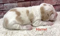 HARRIET, a female Basset Hound for sale in Chapman, KS – Photo 4 of 6