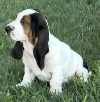 SUMMER, a female Basset Hound for sale in Chapman, KS – 4 of 6