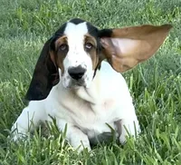 SUMMER, a female Basset Hound for sale in Chapman, KS – 2 of 6