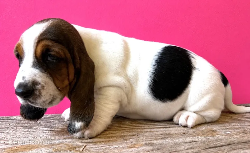 ROYCE – Basset Hound puppy for sale in Chapman, KS