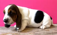 ROYCE, a female Basset Hound for sale in Chapman, KS – 1 of 4
