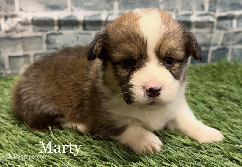 MARTY FLUFFY, a male Pembroke Welsh Corgi for sale in Chapman, KS – Photo 1 of 3